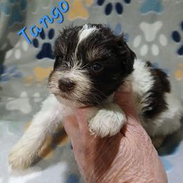 Tango - Parti male Miniature Schnauzer puppy in Midland, Texas from Shebbies Puppy Palace