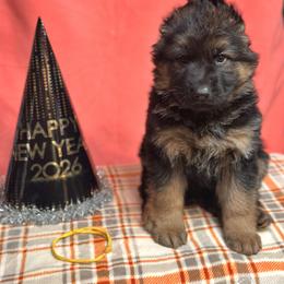 Xenos - Yellow - Black and red male German Shepherd puppy in Iola, Wisconsin from Aus Hütehunde German Shepherds
