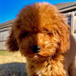Miniature Schnauzer and Poodle Puppies from Lorraine Finley