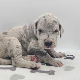 Echo Blue Merle - Merle female Great Dane puppy in Kannapolis, North Carolina from Carolina Great Danes & Toy Poodles