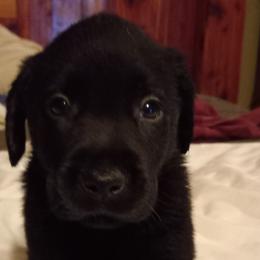 Labrador Retrievers from Cross Lake Labradors / Melody Paasch