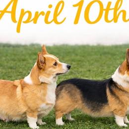 DUKE - Pembroke Welsh Corgi