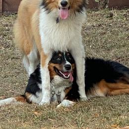 Collies from Prime Star Collies