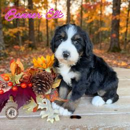 Banner Elk - Tri-color female Bernedoodle puppy in Banner Elk, North Carolina from Walnut Tree Bernedoodles