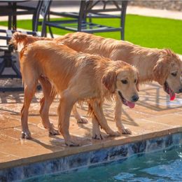 Golden Retriever Puppies from Retrievers Gold AZ