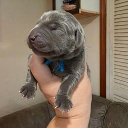 BOWSER - Blue male Weimaraner puppy in Ferrum, Virginia from LAAT Weims