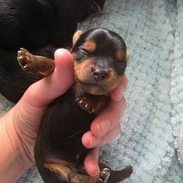 Boy 3 - Black and gold male Yorkshire Terrier puppy in Lakeland, Florida from You Me & The Yorkies