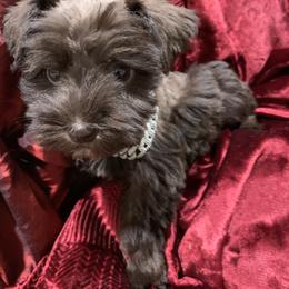 Olympia - Liver female Miniature Schnauzer puppy in Kentucky from Mrs Bs Teeny Schnauzers & Doodles