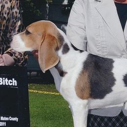 Ch HA-Pennys Blue Light Special - Beagle
