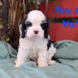 Blue collar male - Black and white male Cocker Spaniel puppy in Bonsall, California from CuttinBlue Farms