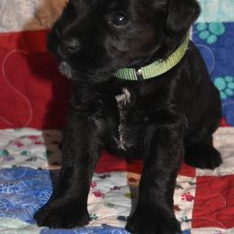 Miniature Schnauzer Puppies from Tandy Phillips's Miniature Schnauzers