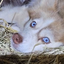Denali - Red and white female Pomsky puppy in Gladstone, Virginia from Rustic Charms Miniature Huskys