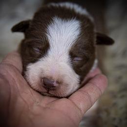 Girl 4 Orange Collar - White and red female Border Collie puppy in Shelbyville, Tennessee from C Horns Ranch Border Collies