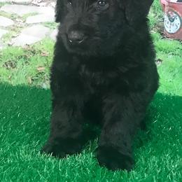 Boy 1 - Black Russian Terrier puppy from Lionheart BRT