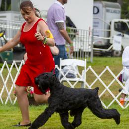 Giant Schnauzers from Grand Design Giant Schnauzers