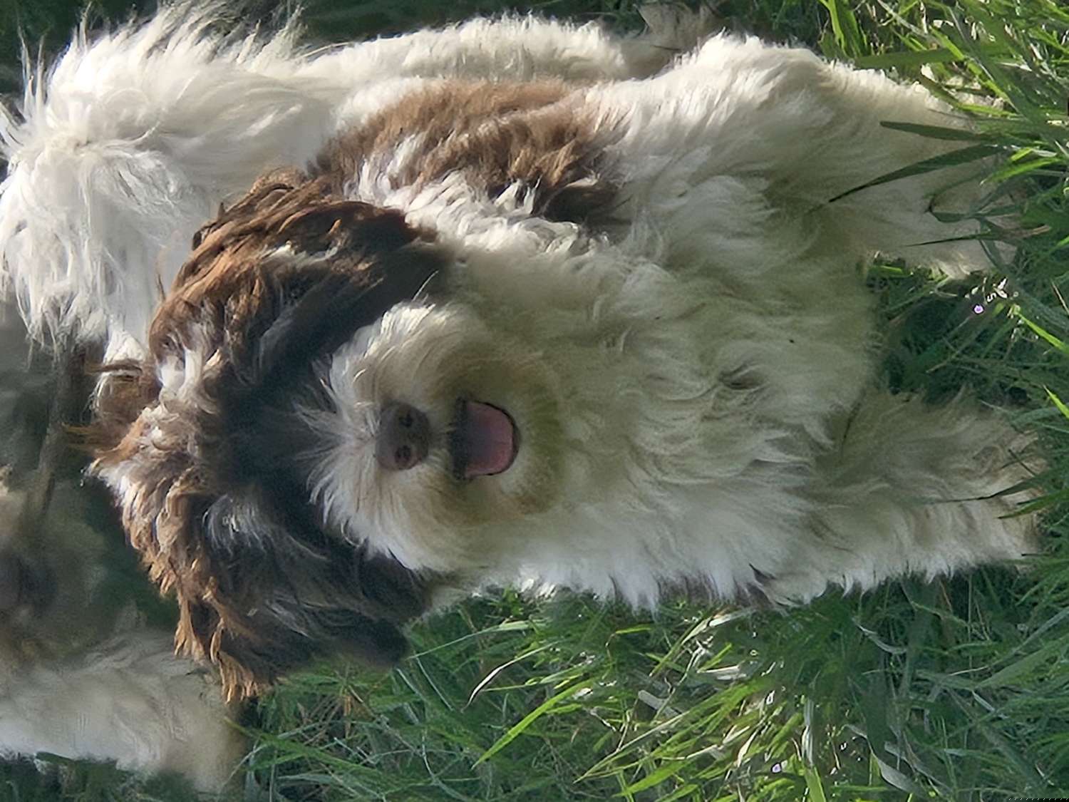 Manchi - Havanese puppy from Havanese Puppies Columbus