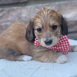 Galaxy - Red male Dachshund puppy in Richmond, Virginia from Irresistible Dachshunds