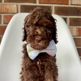 Pancake - Chocolate male Goldendoodle puppy in Pulaski, Tennessee from Doodle My Heart
