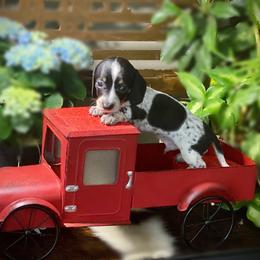 Dachshund Puppies from SR Mini Dachshunds