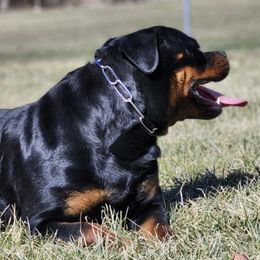 Nova - Rottweiler