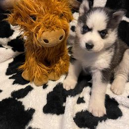 Siberian Husky Puppies from Siberian Huskies-Beckham the Great