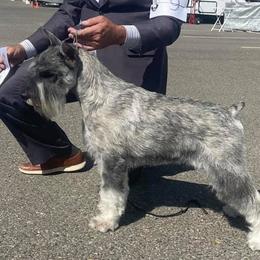 STERLING - Standard Schnauzer