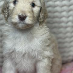 Assorted Doodle Crosses Puppies from LaiCi Doodles