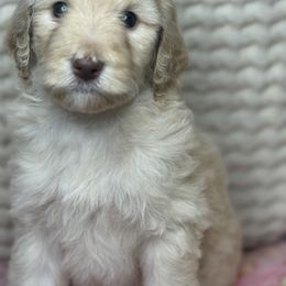 Assorted Doodle Crosses Puppies from LaiCi Doodles