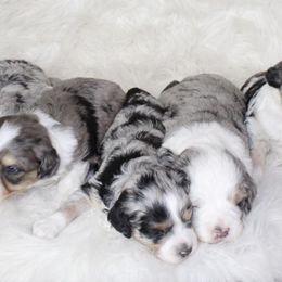 Aussiedoodle and Goldendoodle Puppies from Skyridge Doodles