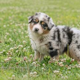 Aussiedoodle and Australian Shepherd Puppies from SS Australian Shepherds and Aussiedoodles
