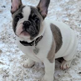 French Bulldog Puppies from Jessicah's Frenchies Howell Michigan