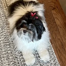 Havanese Puppies from Kim's Puppy Palace