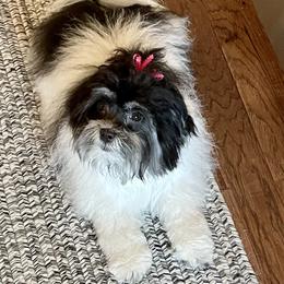 Havanese Puppies from Kim's Puppy Palace