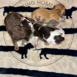 Raccoon - Piebald male Dachshund puppy in Fond Du Lac, Wisconsin from Clucking Homestead Springers & Dachshunds