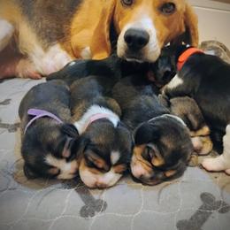 Beagle Puppies from Rosehaven Homestead