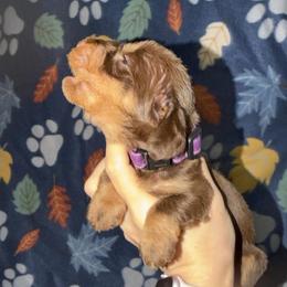 Hanna - Chocolate and tan female Dachshund puppy in Onalaska, Texas from Smokey Pines Dachshunds