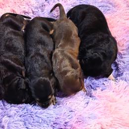 Girl 5 - Black female Catahoula Leopard Dog puppy in Quinlan, Texas from Bad Dog Catahoulas