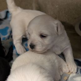 Button - White female Coton de Tulear puppy in Mead, Oklahoma from Bar W Cotons