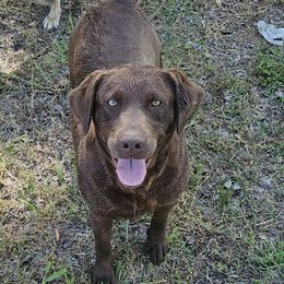 Maddie - Labrador Retriever