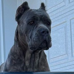 Mavus - Cane Corso