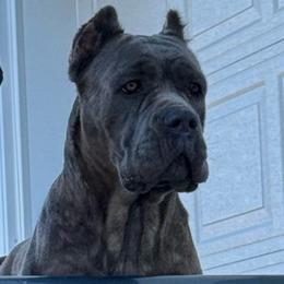 Mavus - Cane Corso