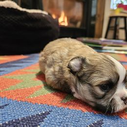 Chihuahua Puppies from Little Amigos
