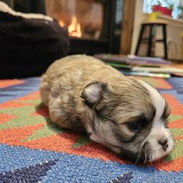 Chihuahua Puppies from Little Amigos