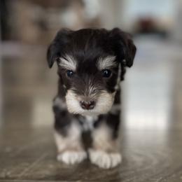 Buttercup - Liver female Miniature Schnauzer puppy in South Jordan, Utah from Kelli Palmer