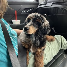 Aussiedoodle Puppies from Lovable Doodles SA