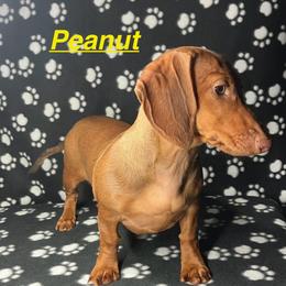 Peanut - Dapple female Dachshund puppy in Saint Albans, Maine from Australian Cattle Cuties and littles