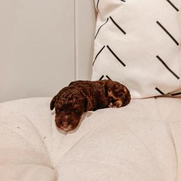 Copper - Brown and white male Aussiedoodle puppy in Tryon, North Carolina from Melrose Mountain Farm