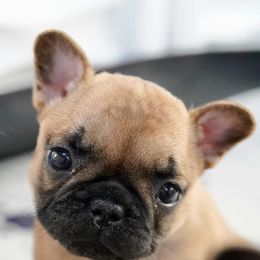 French Bulldogs from Orchard Kennels