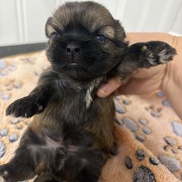 Max - Brindle male Shih Tzu puppy in Decatur, Tennessee from Ford Hollow Farms Shih Tzus and Australian Shepherds