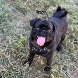 Raven - Black female Pug puppy in Summerville, Georgia from Pearly’s Pugs & Pollywog Poodles